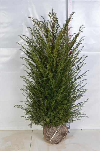 Taxus baccata 100-120 cm rotklump