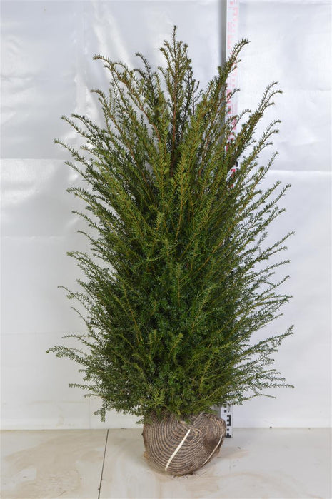 Taxus baccata