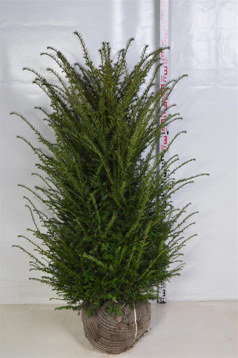 Taxus baccata