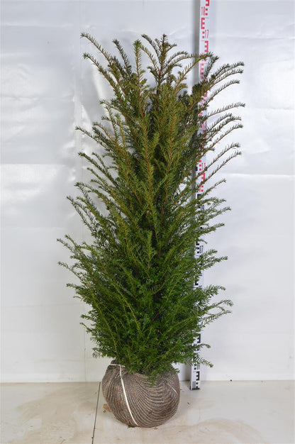 Taxus baccata 120-140 cm rotklump