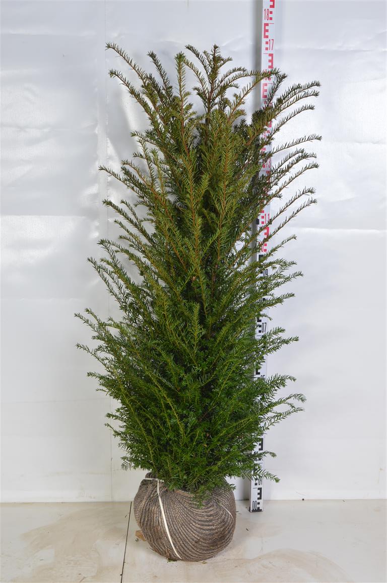 Taxus baccata 120-140 cm med rotklump