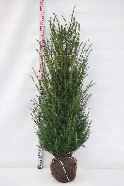 Taxus baccata 125-150 cm rotklump
