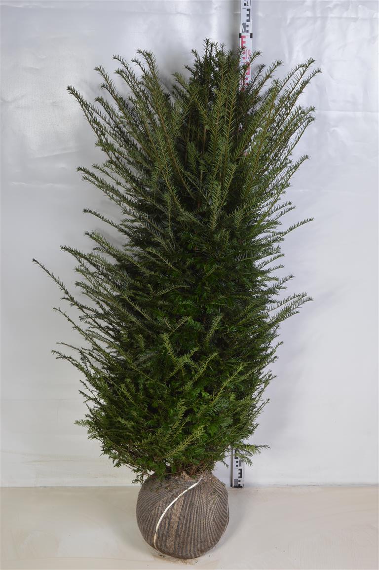 Idegran baccata - 140-160 CM RB  EXTRA TRNSPL