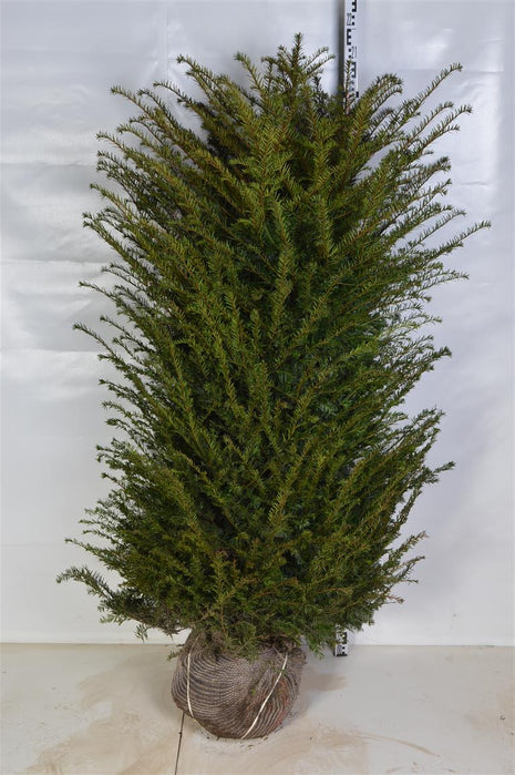 Taxus baccata