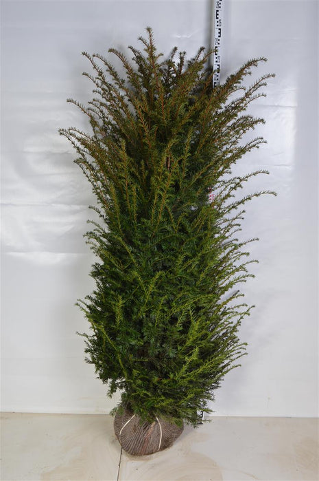 Taxus baccata