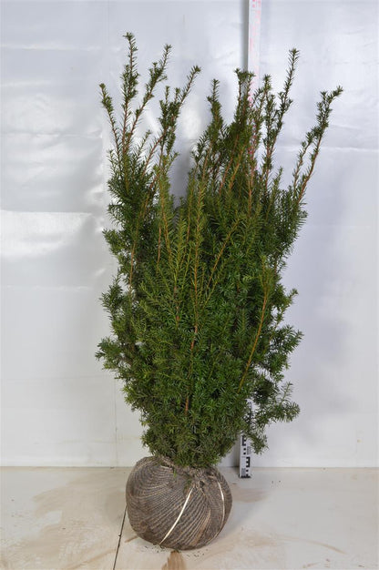 Taxus media &