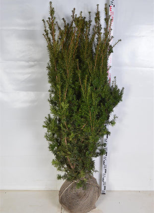 Taxus media 'Hicksii'