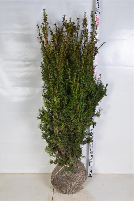 Taxus media 'Hicksii'