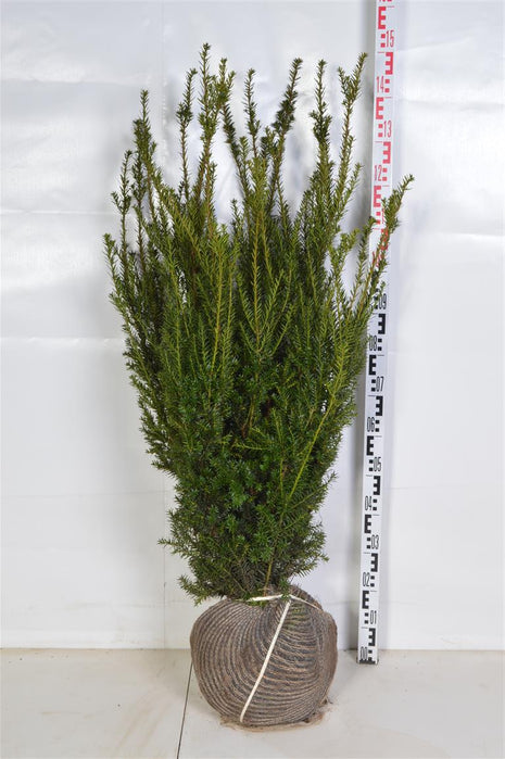 Taxus media 'Hillii'