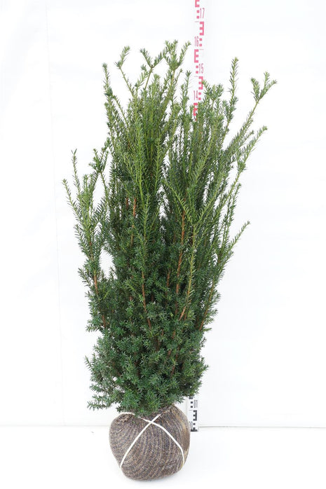 Taxus media 'Hillii'