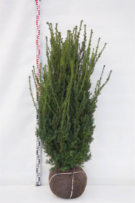 Taxus media 'Hillii'