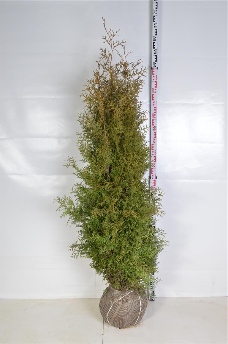 Thuja occ. &
