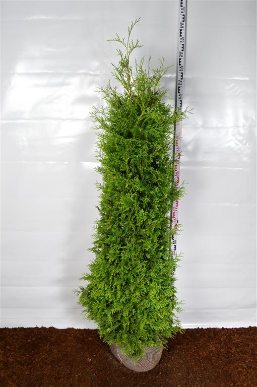 Thuja occidentalis &