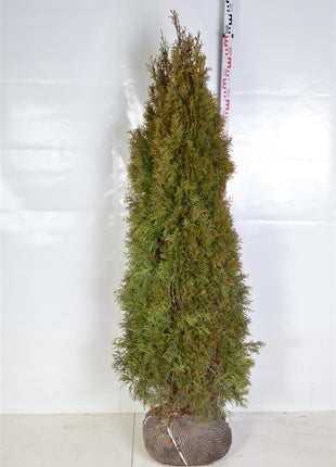 Thuja occ. 'Smaragd'