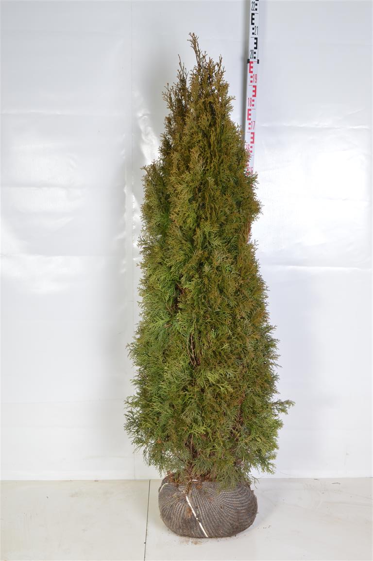 Thuja occ. &