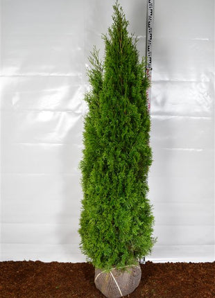 Thuja occ. 'Smaragd'