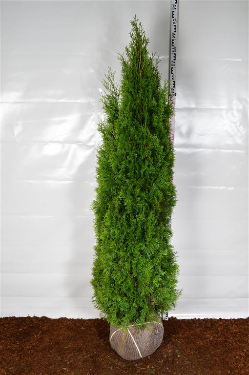 Thuja occidentalis &