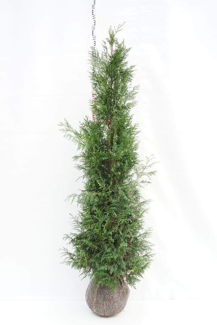 Thuja pl. &