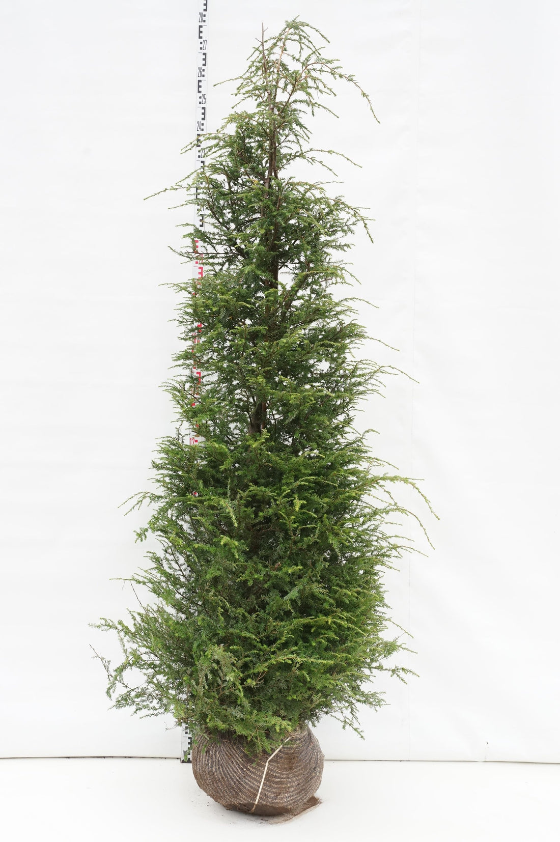 Hemlock canadensis - 200-225 CM RB EXTRA TRNSPL