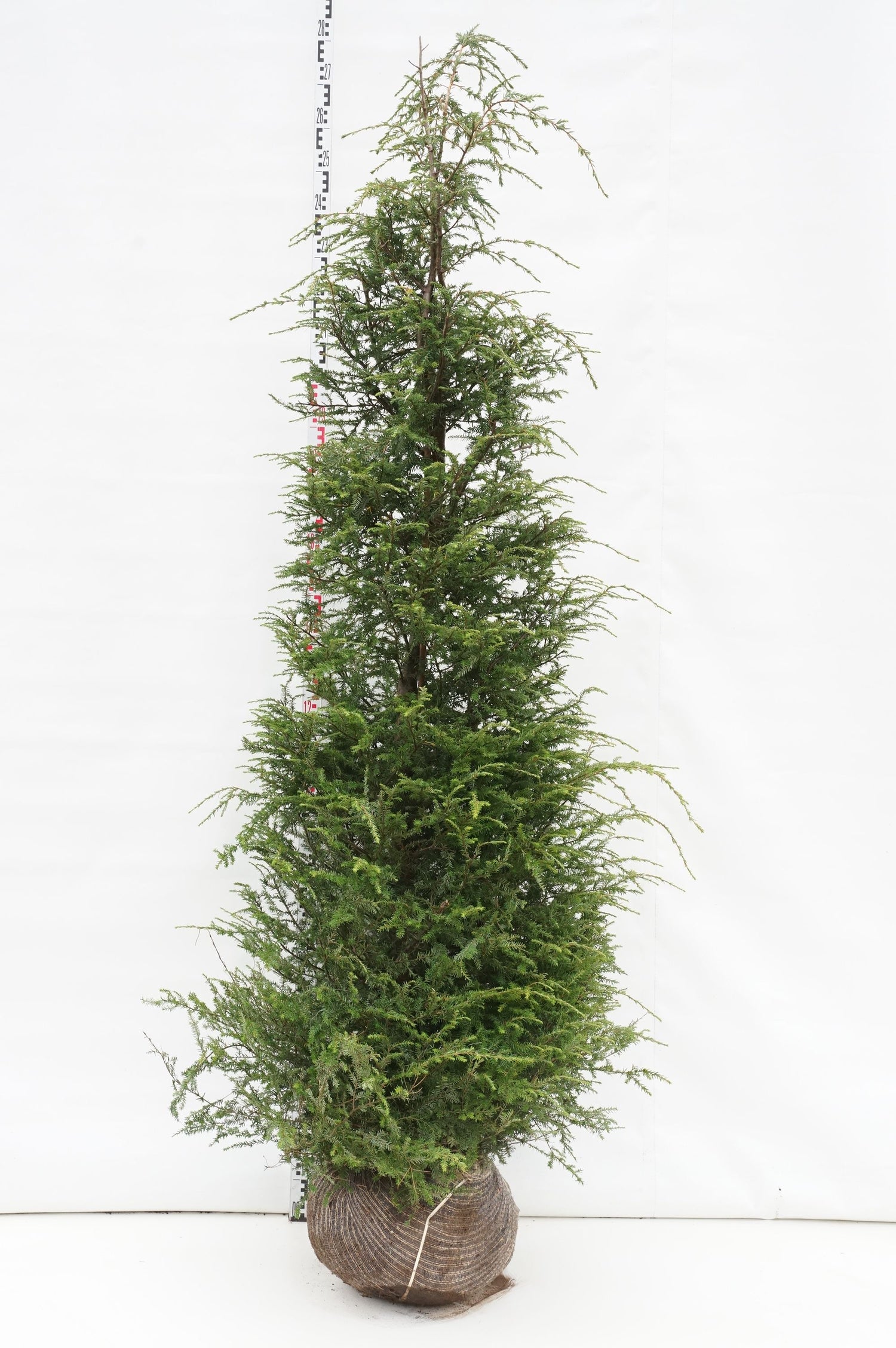 Hemlock canadensis - 200-225 CM RB EXTRA TRNSPL