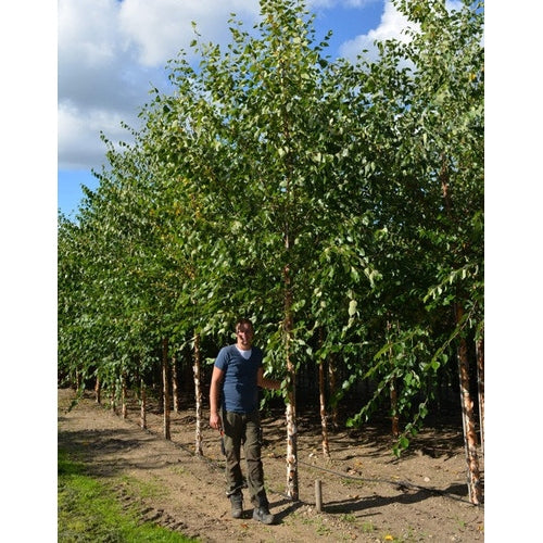 Svartbjörk - Betula nigra  - Stammens omkrets 18-20 cm, höjd 4 +/- meter,   HS, COCO