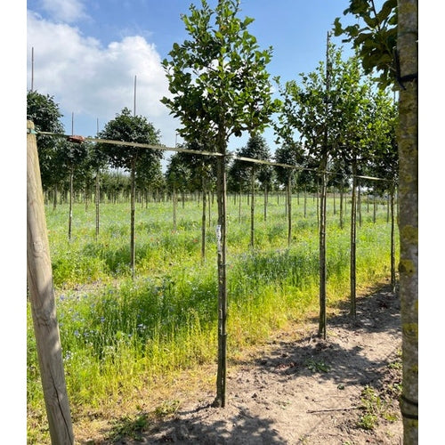 Hagtorn - Crataegus prunifolia 'Splendens' 12-14  HS,