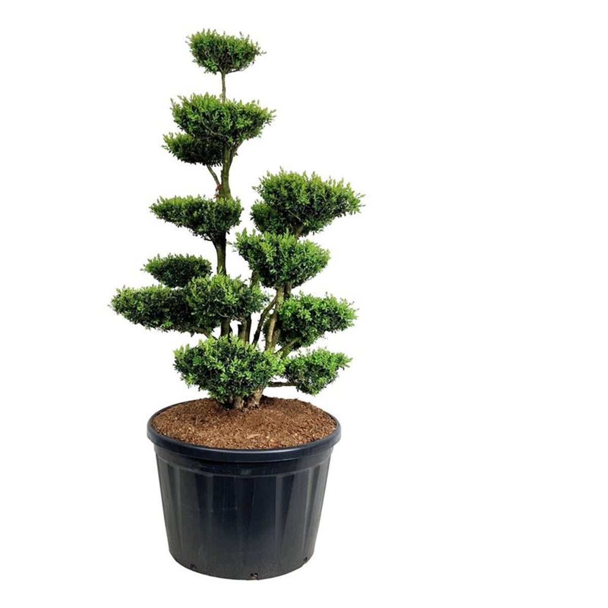 Buxus sempervirens Bonsai 150-175 cm P85/C230 (230 liters kruka)
