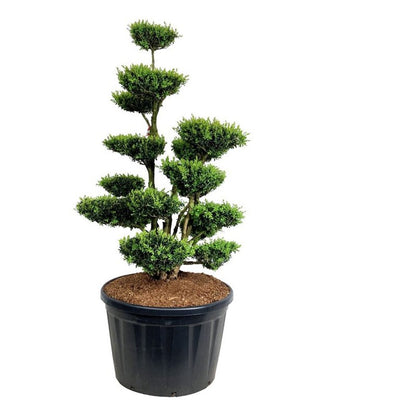 Buxus sempervirens Bonsai 150-175 cm P85/C230 (230 liters kruka)
