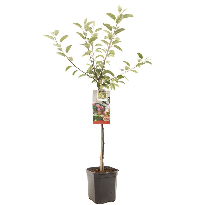 Malus domestica &