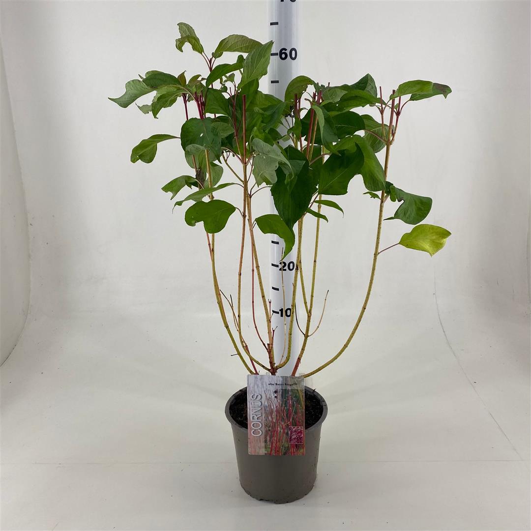 Cornus alba &