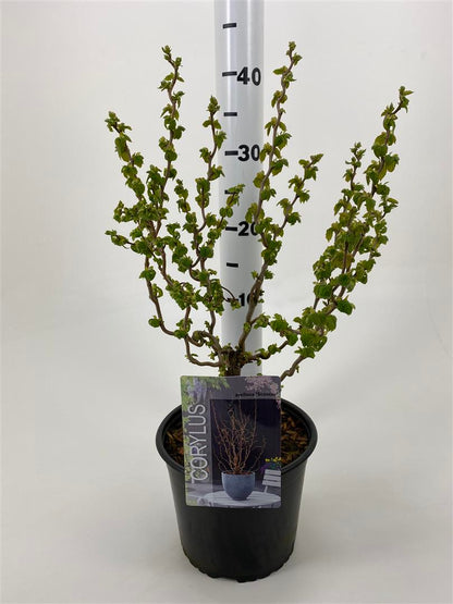 Corylus a. &