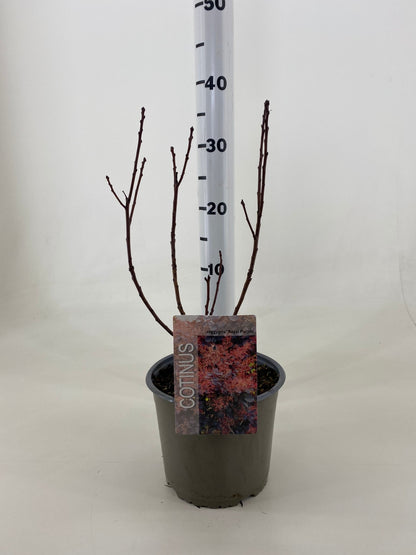 Cotinus cogg. &