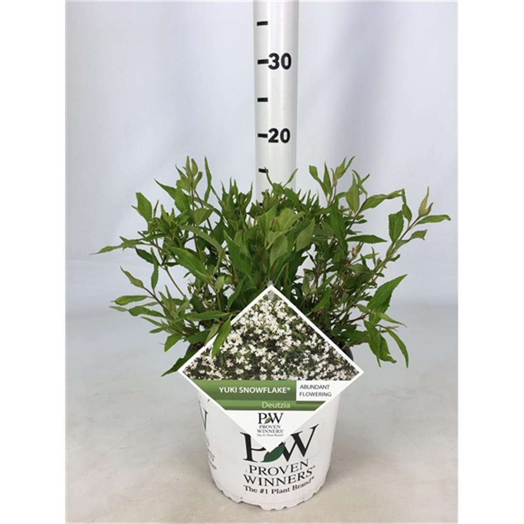 Deutzia &