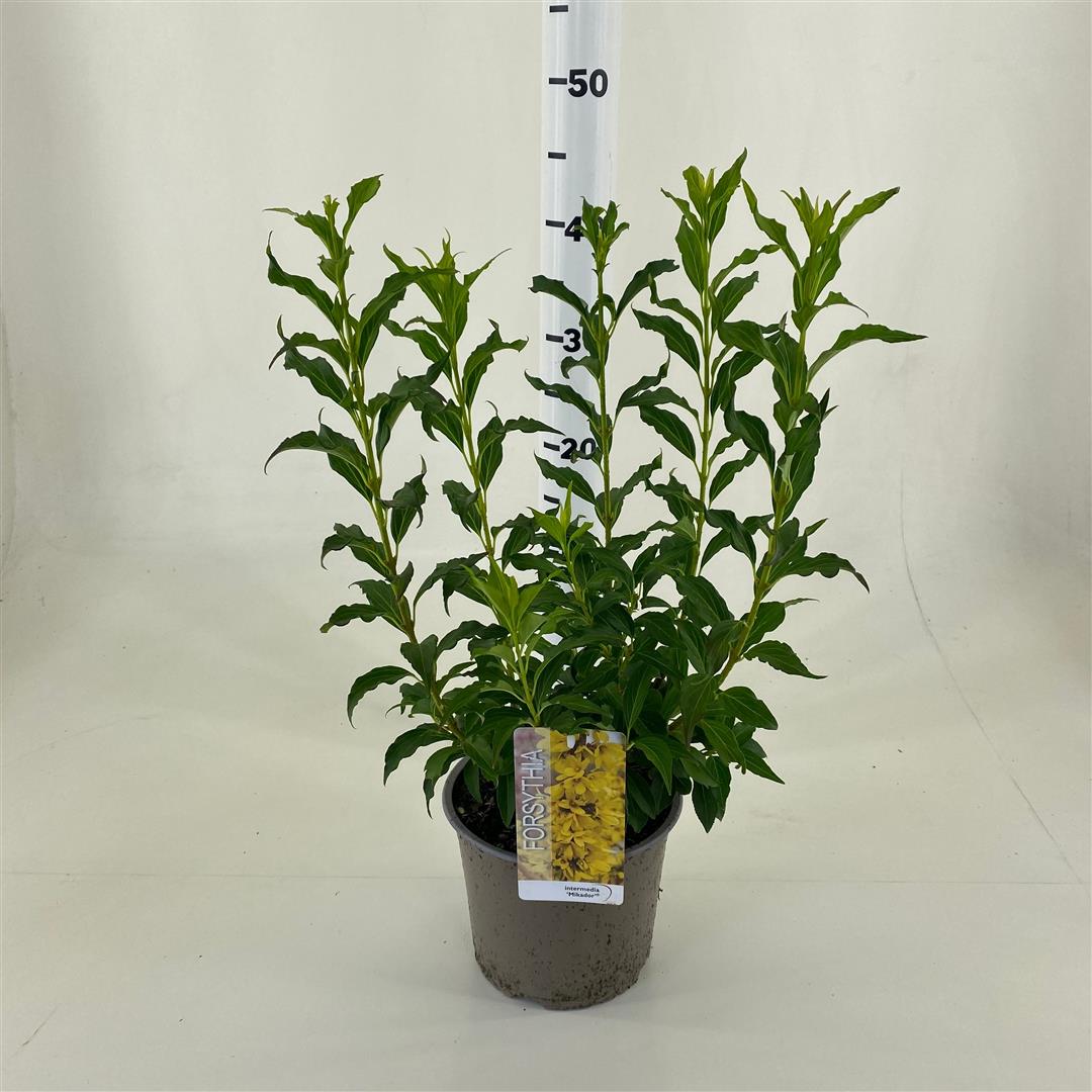 Forsythia int. &