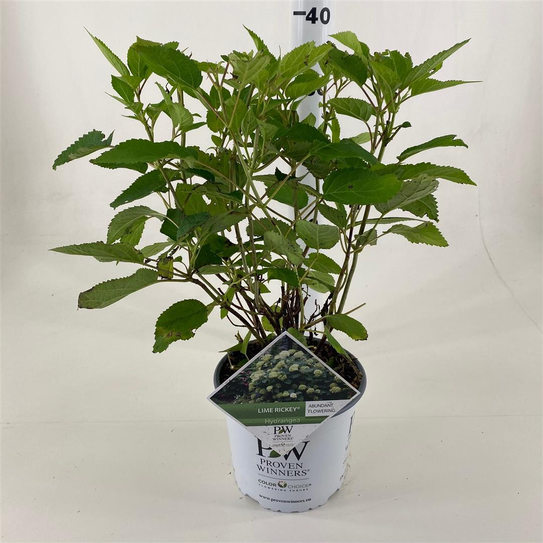 Hortensia arb. &