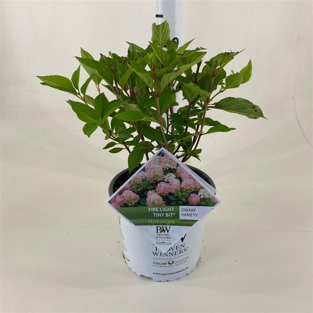 Hortensia pan. &