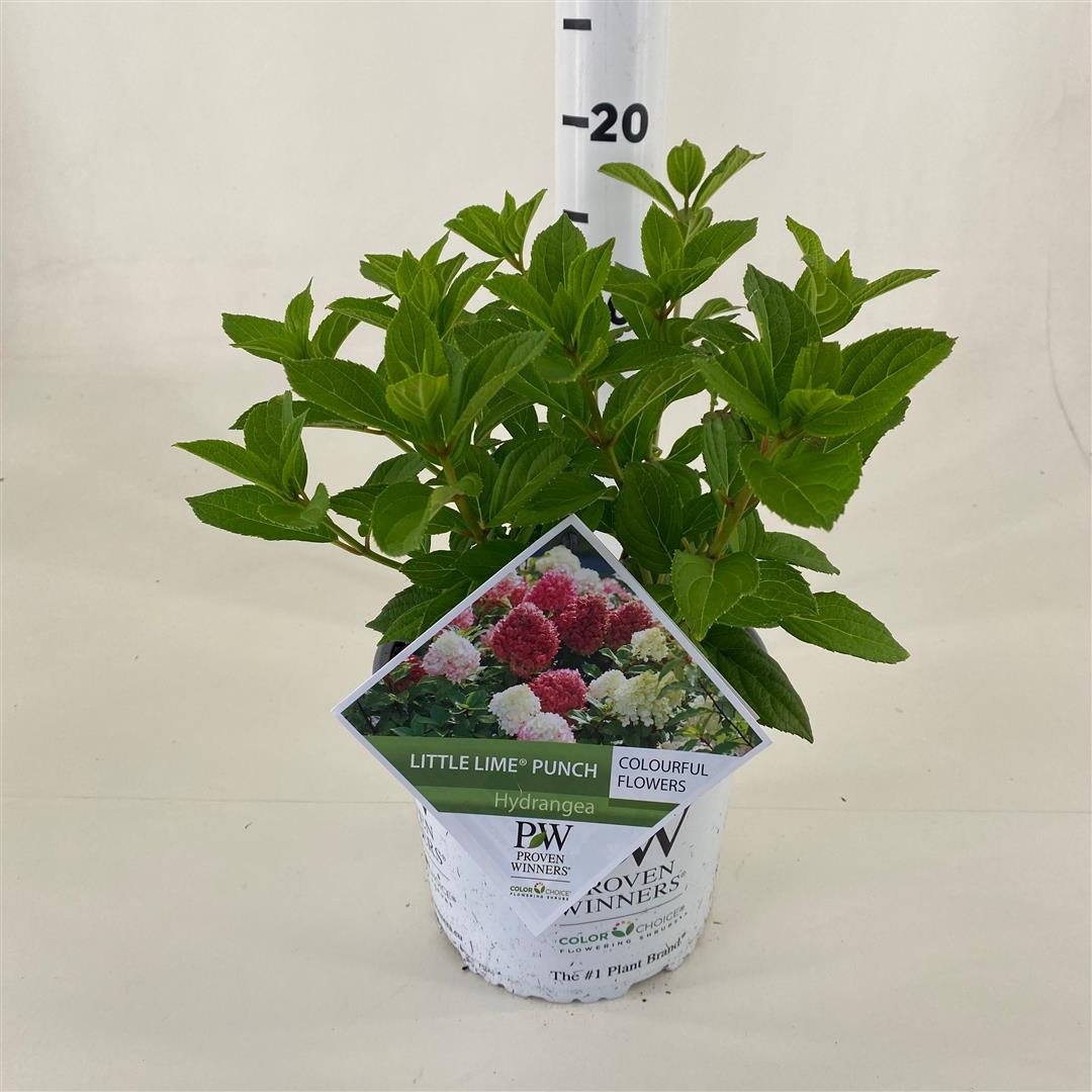 Hortensia pan. &