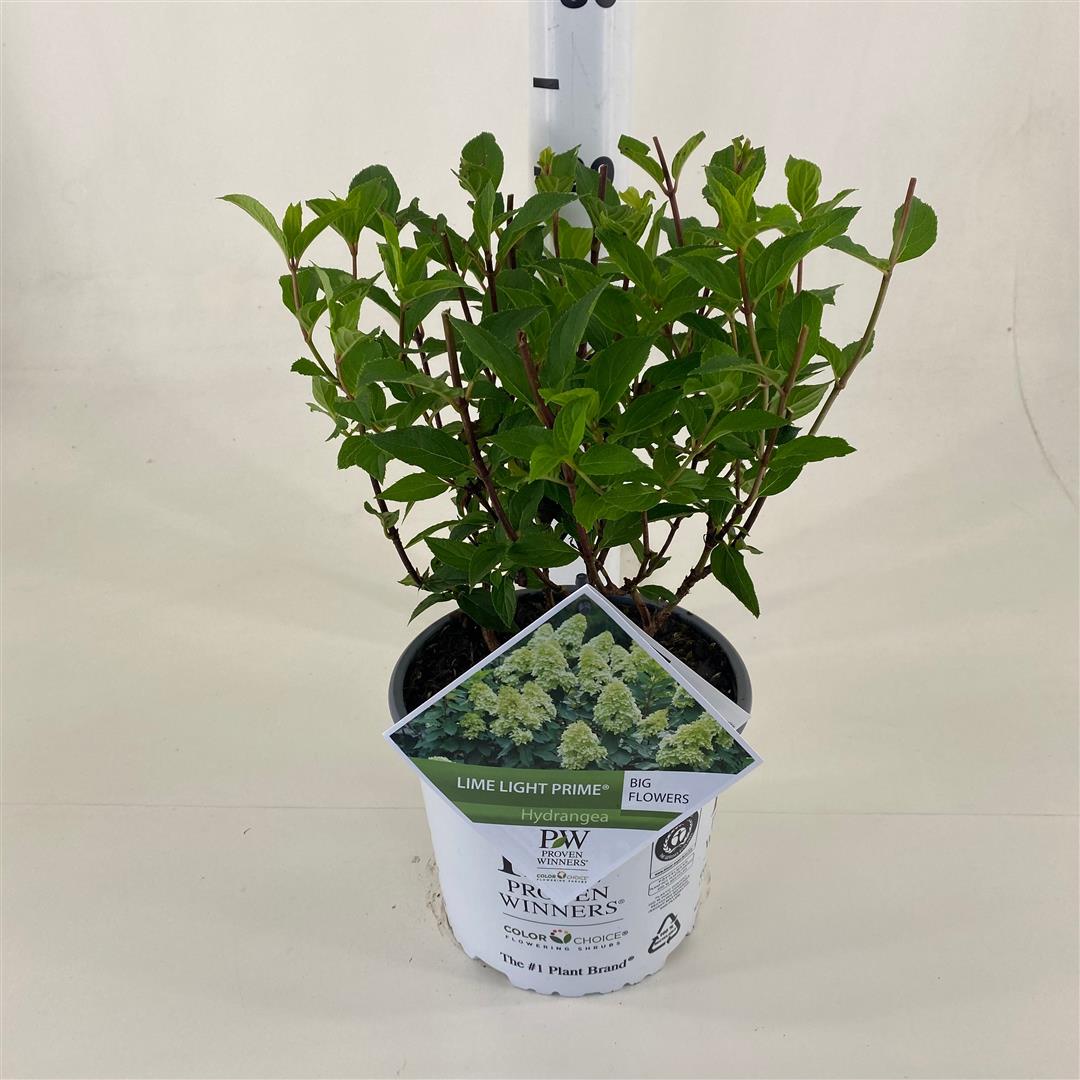 Hortensia pan. &