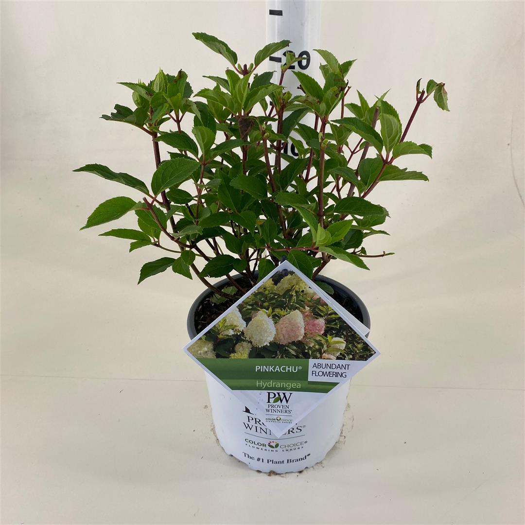 Hortensia pan. &