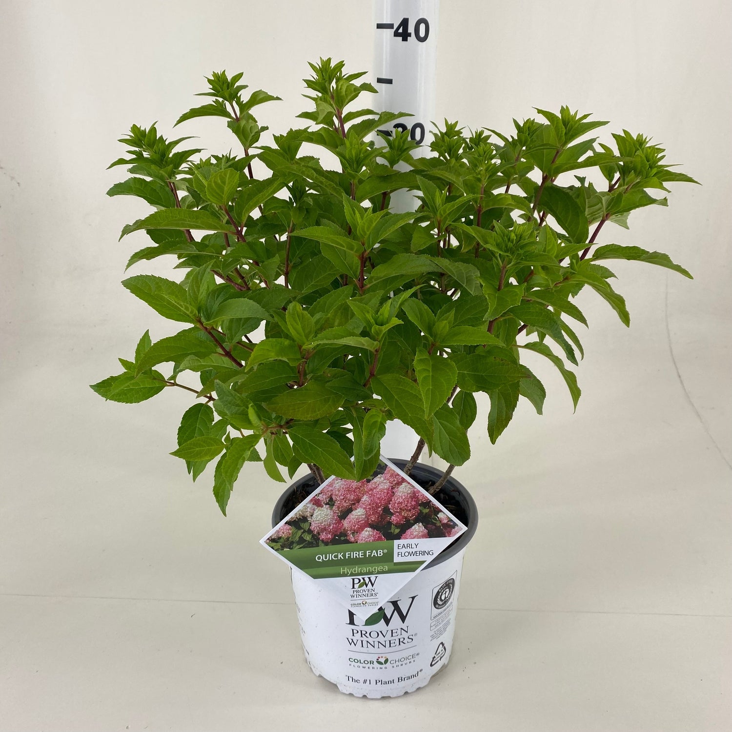 Hortensia pan. &