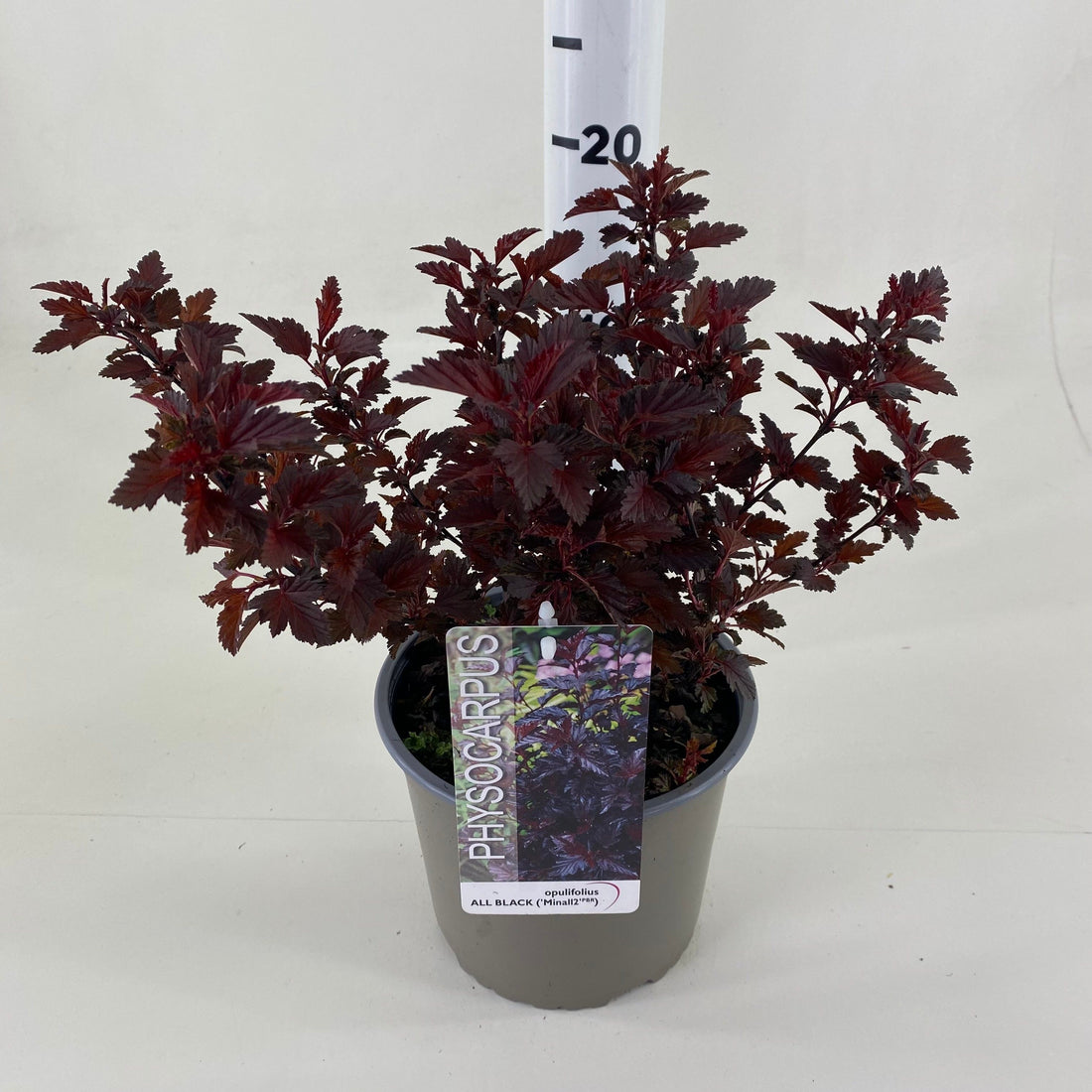 Smällspirea op. &