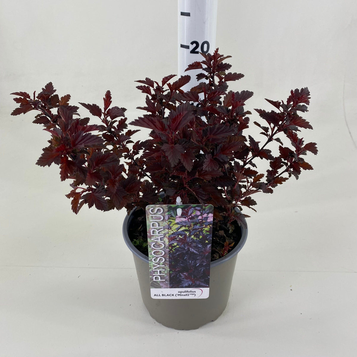 Physocarpus op. &