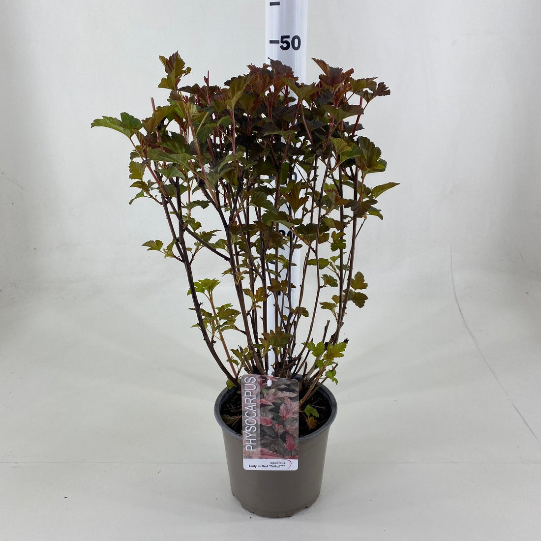 Smällspirea op. &