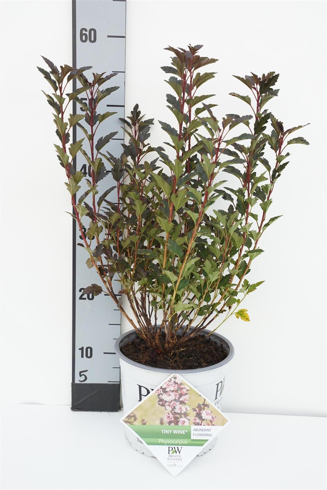 Smällspirea op. &