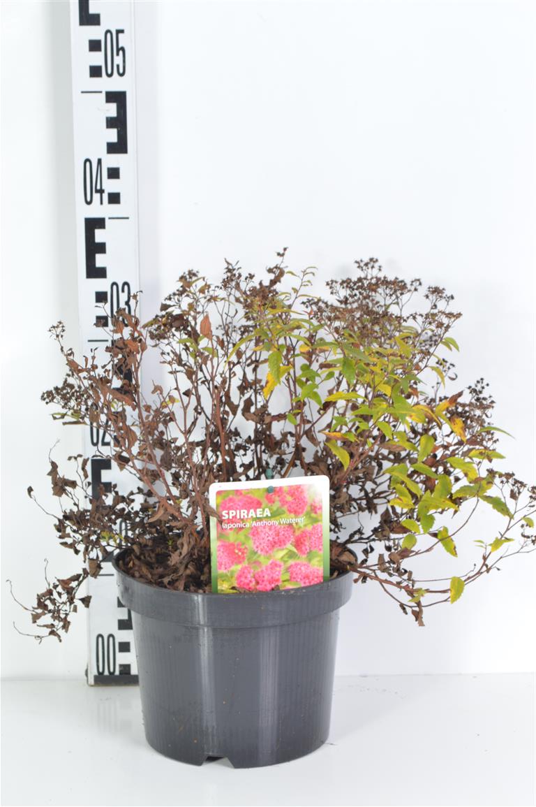 Spiraea jap. &