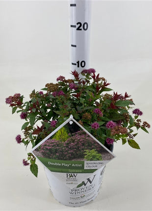 Spiraea jap. 'Double Play'® -artisti