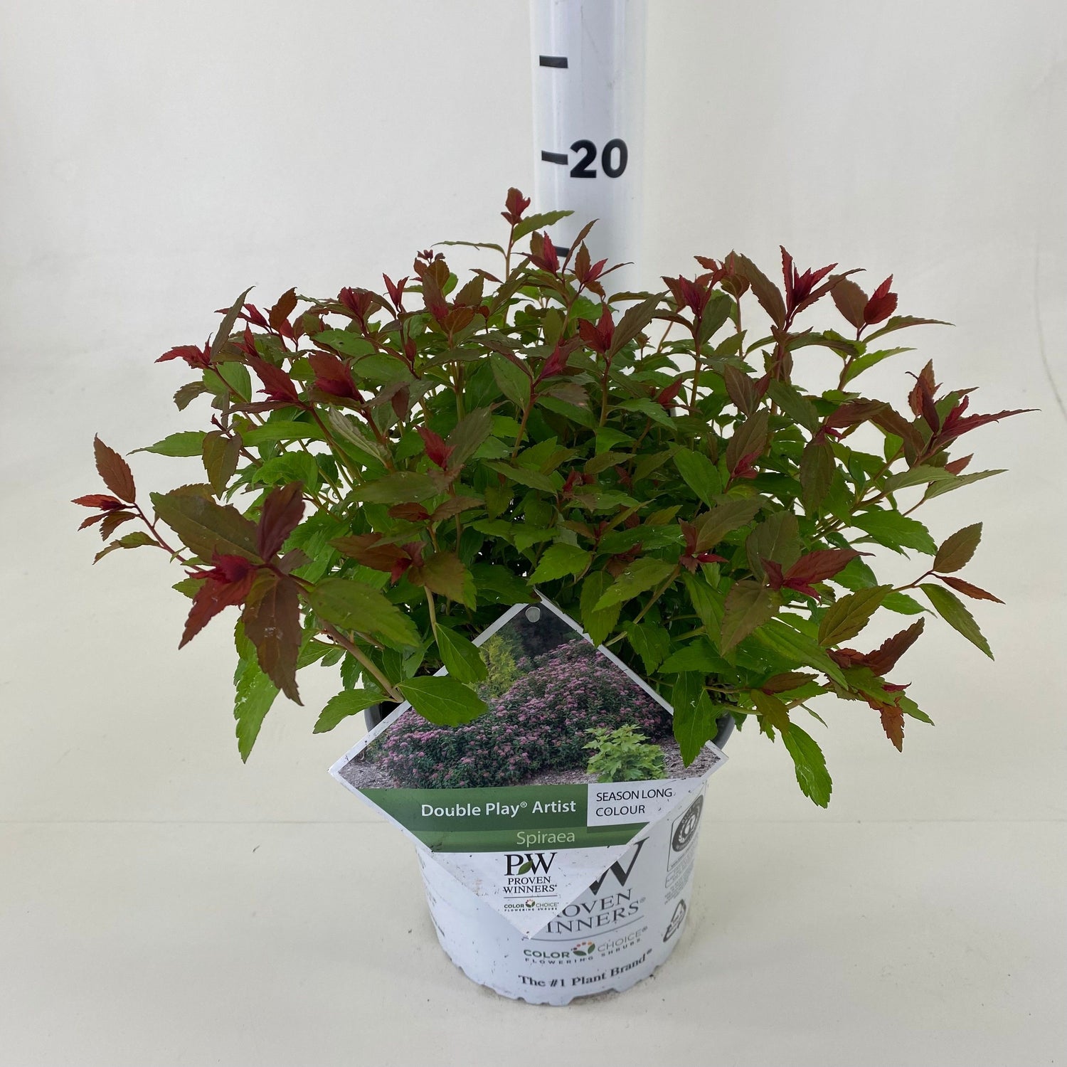 Spiraea japonica &