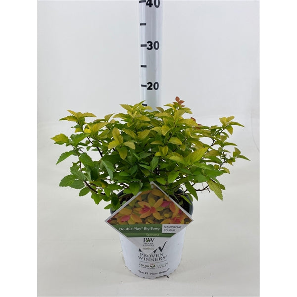 Spiraea jap. &