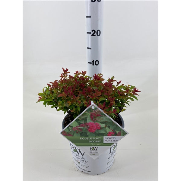 Spiraea jap. &