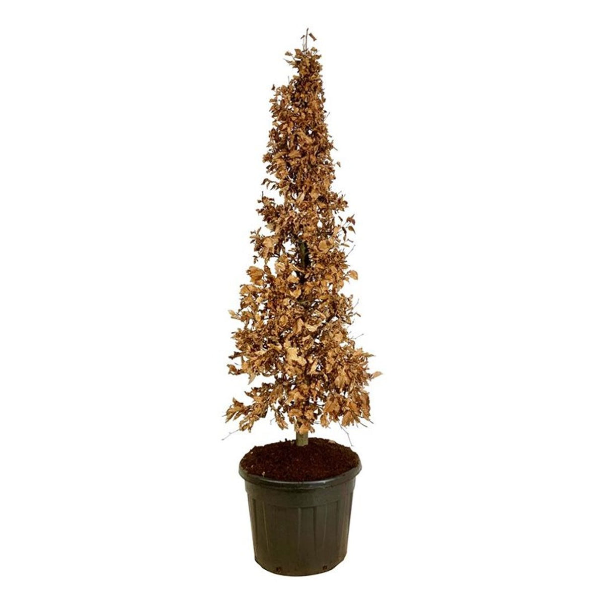 Fagus sylvatica kägla 175–200 cm C90 (90 liters kruka)